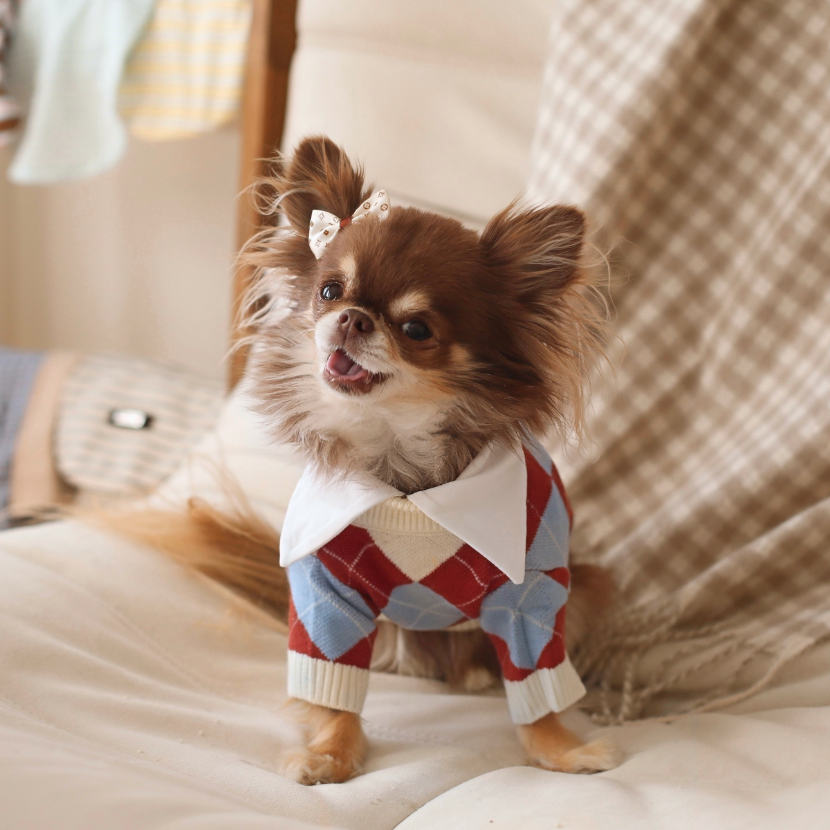 Pet Apparel & Accessories