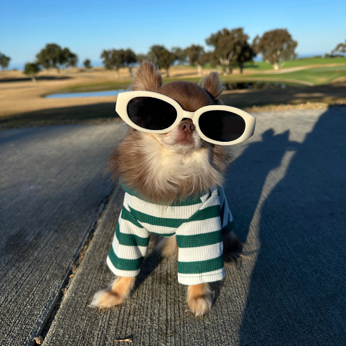 Striped Polo - Green