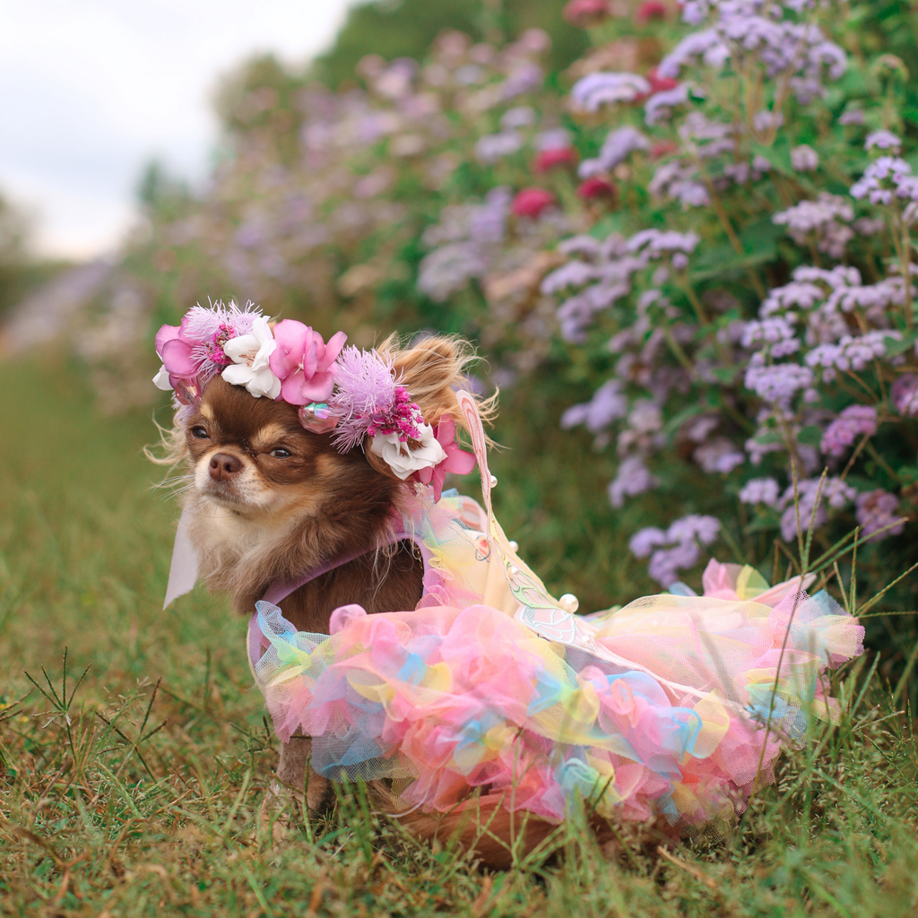 Robe papillon