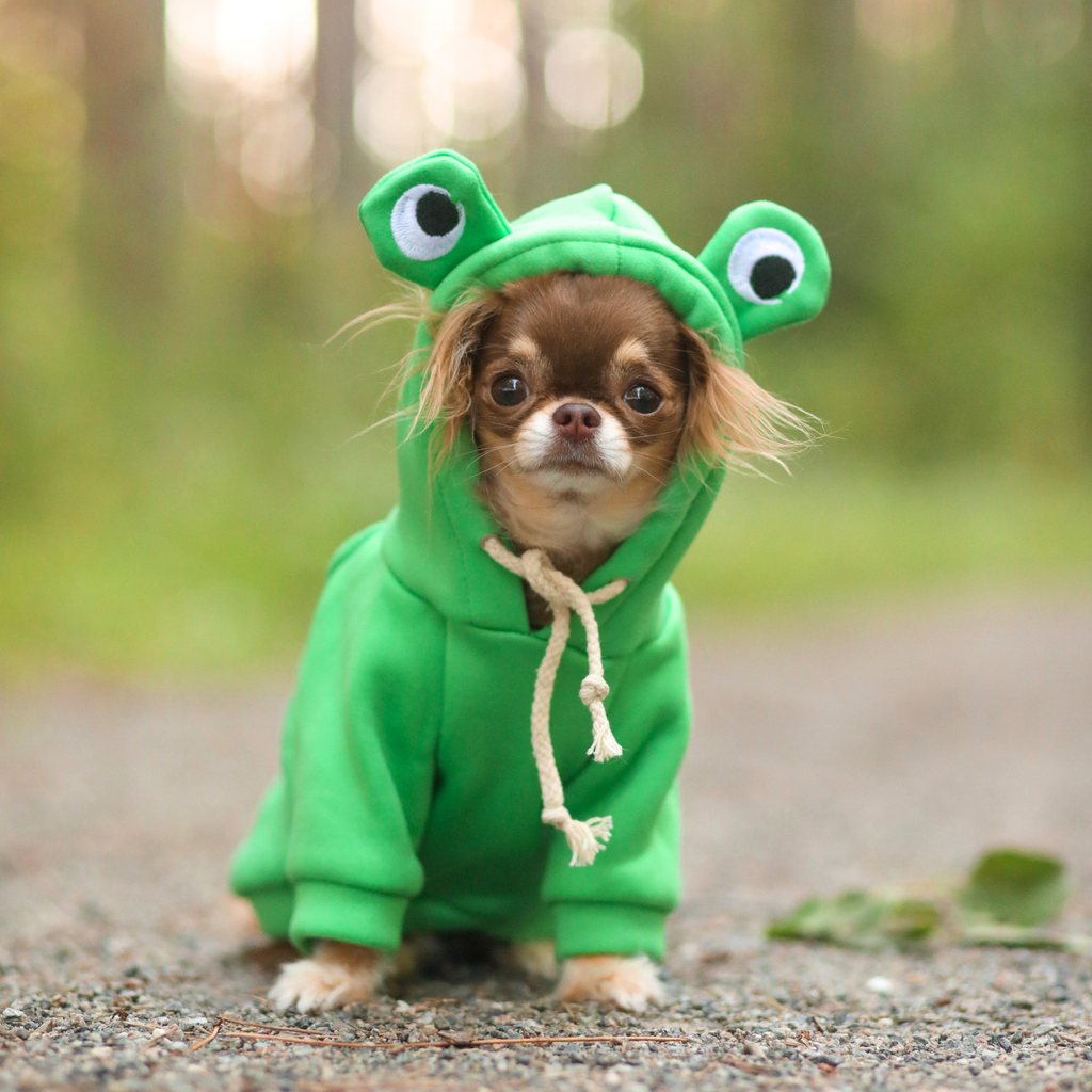 Hoodie grenouille