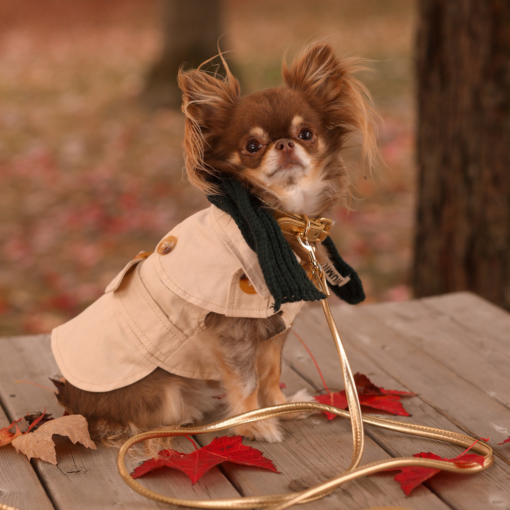 Beige Trench Coat