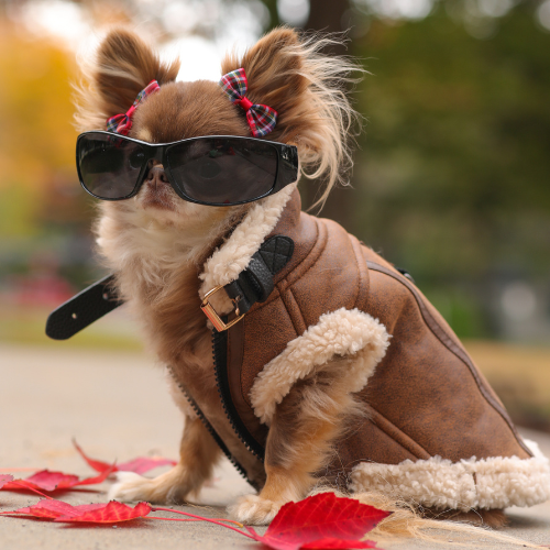 Sleeveless Aviator Jacket Brown Shop Lou s Closet