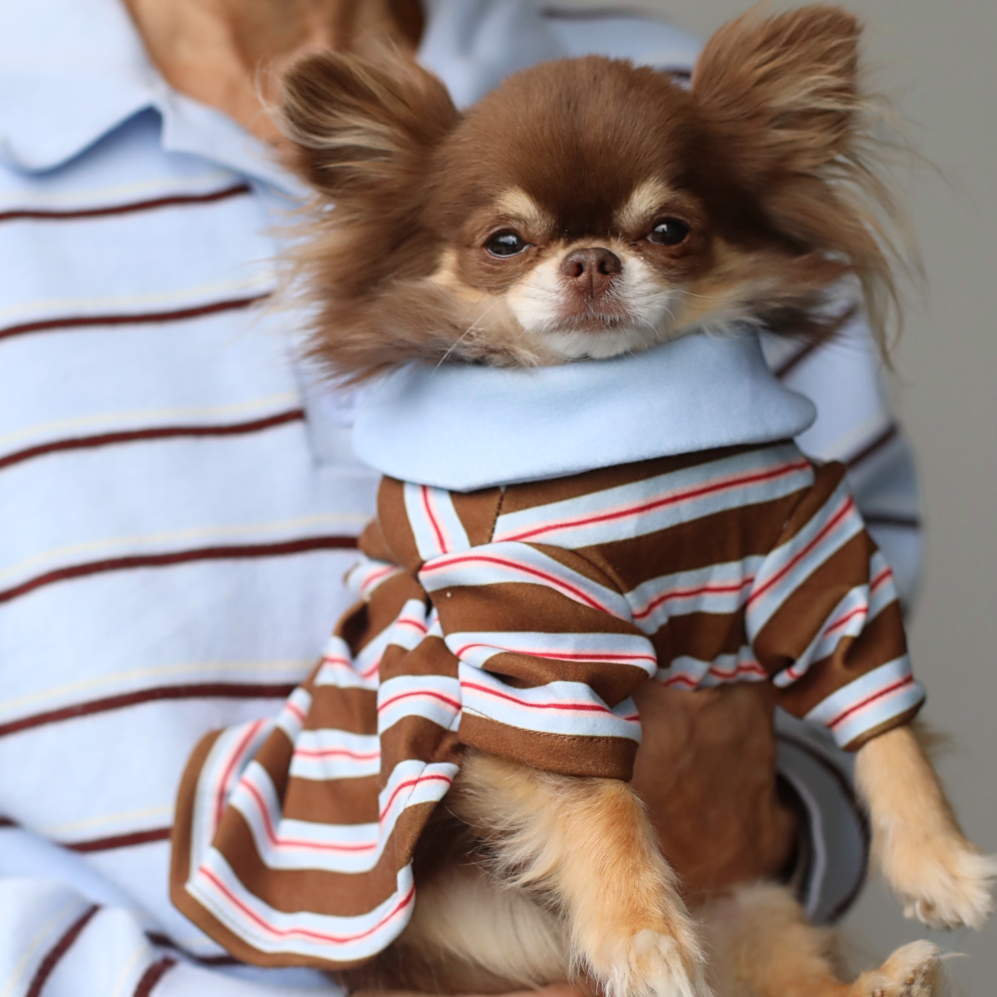 Striped Polo Dress - Chocolate