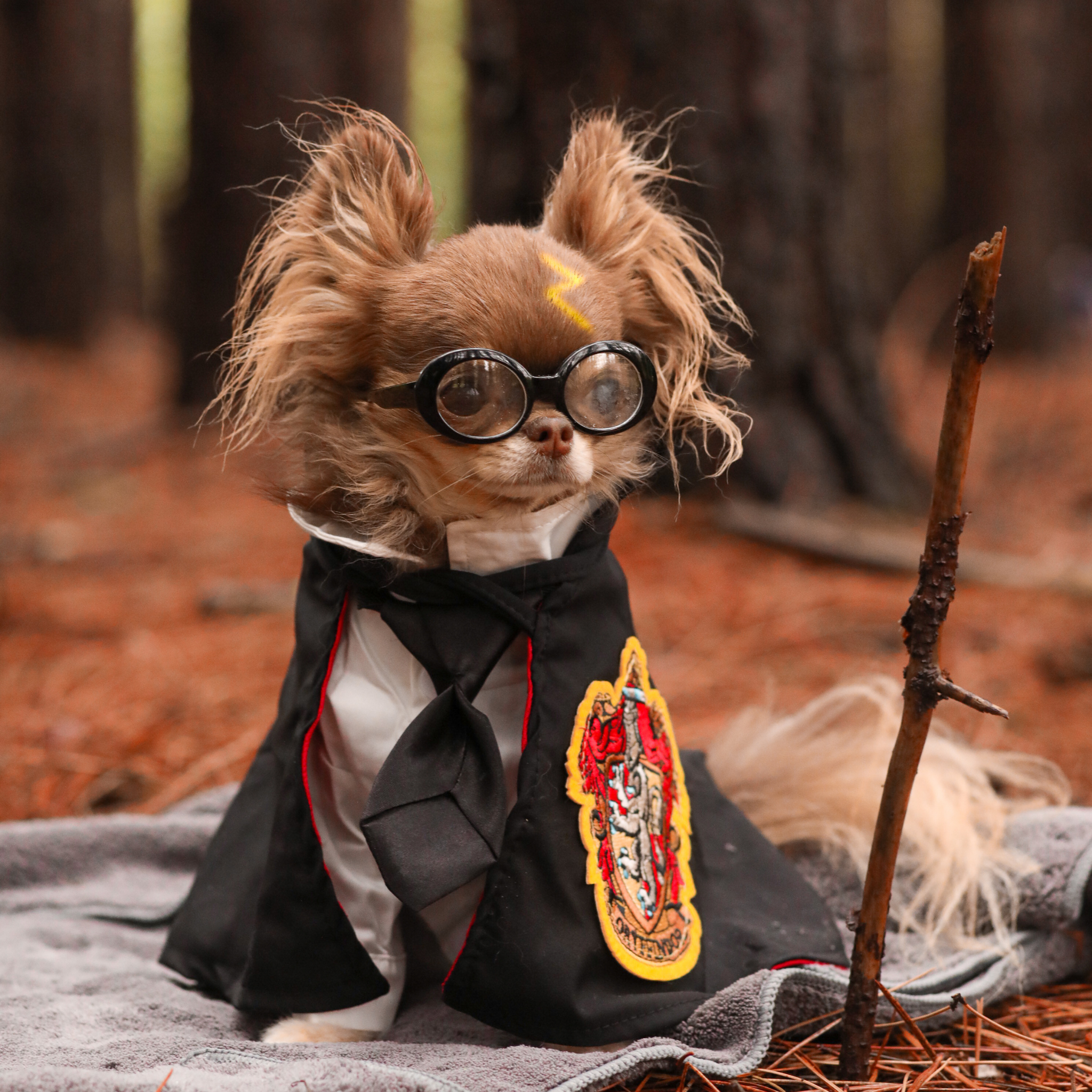 Harry Pawtter Gryffindog Cape