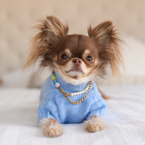 Blue Soft Knit Shirt