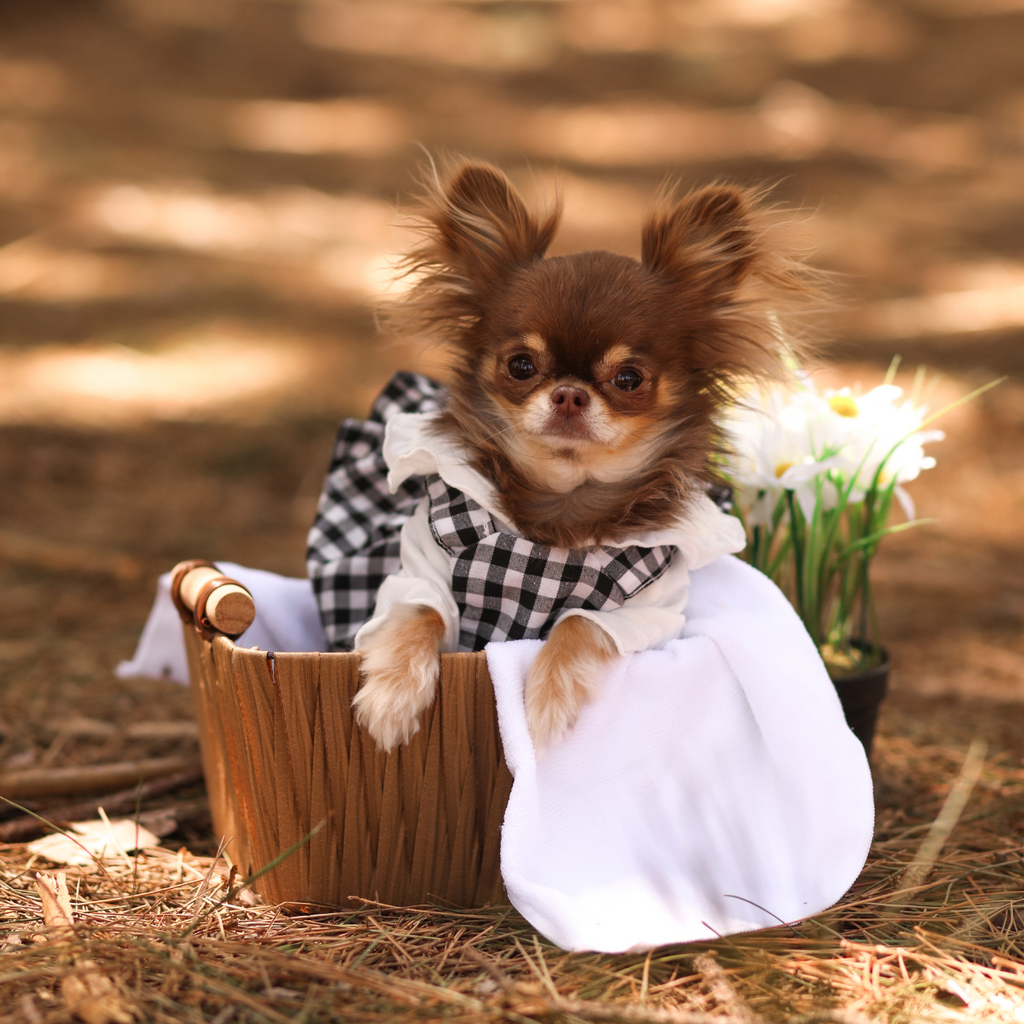 Ruffles Set - Dress, Polo, Hat