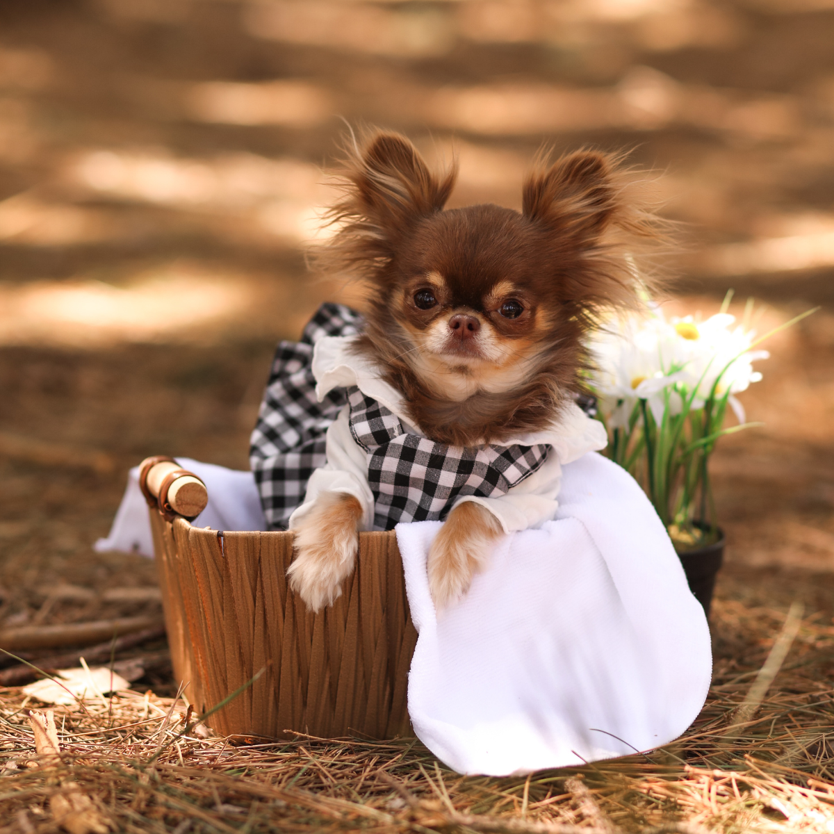 Ruffles Set - Dress, Polo, Hat