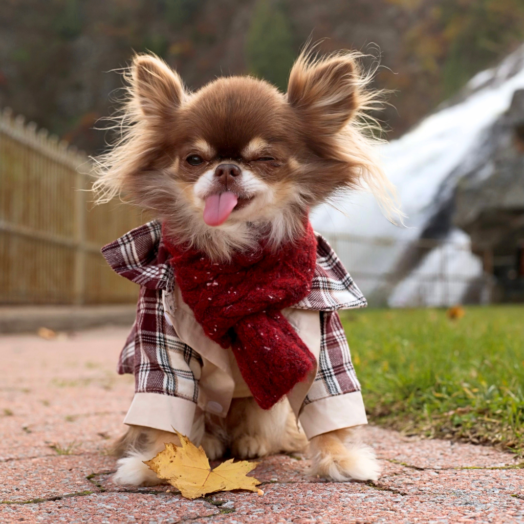 Plaid Button-Up Shirt - Burgundy