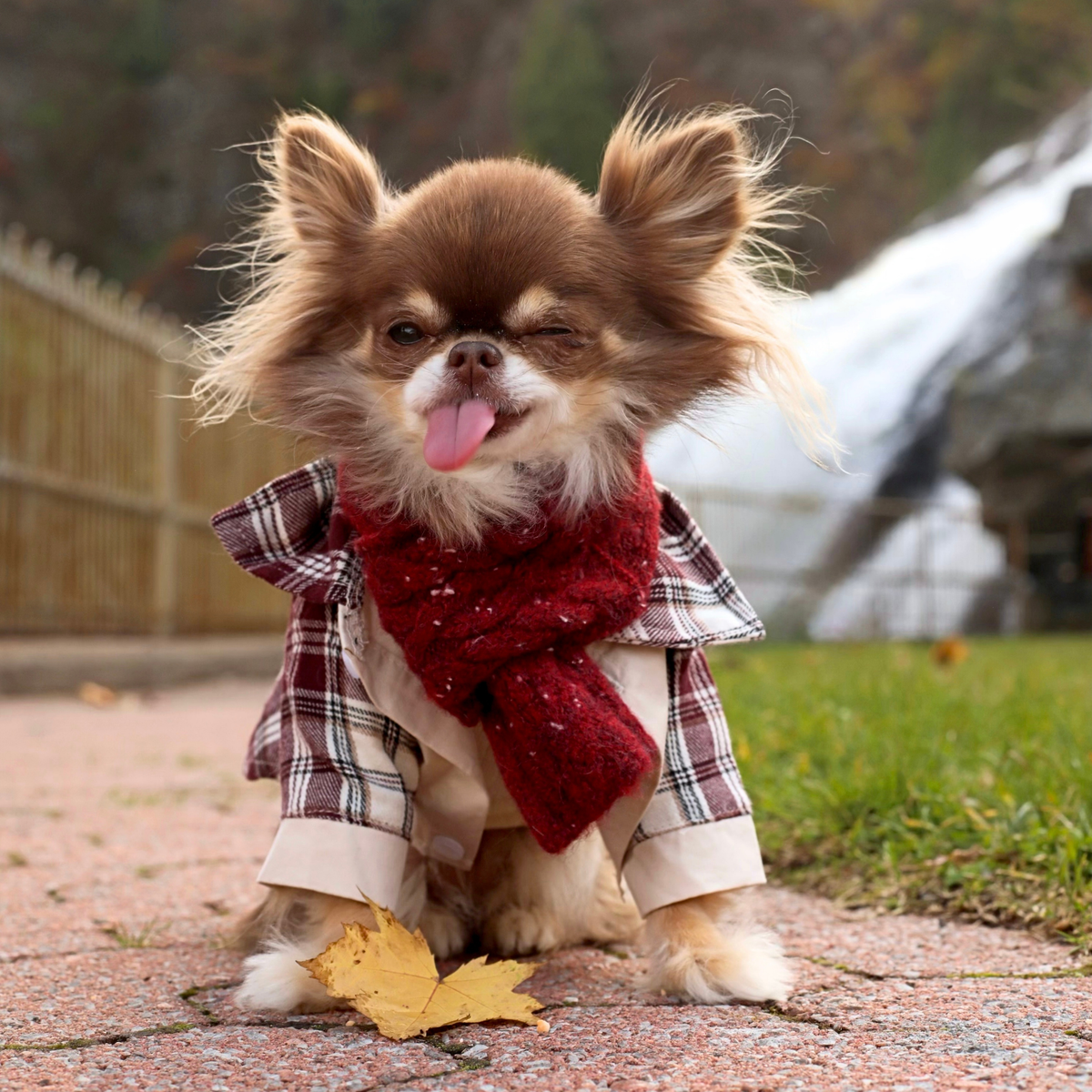 Plaid Button-Up Shirt - Burgundy