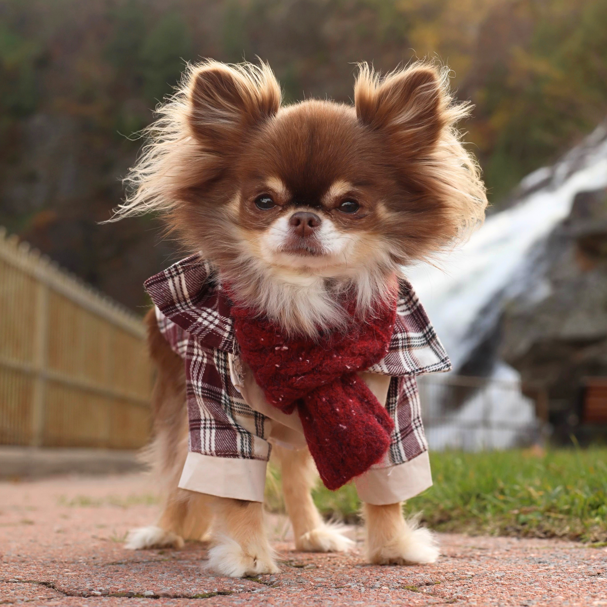 Plaid Button-Up Shirt - Burgundy