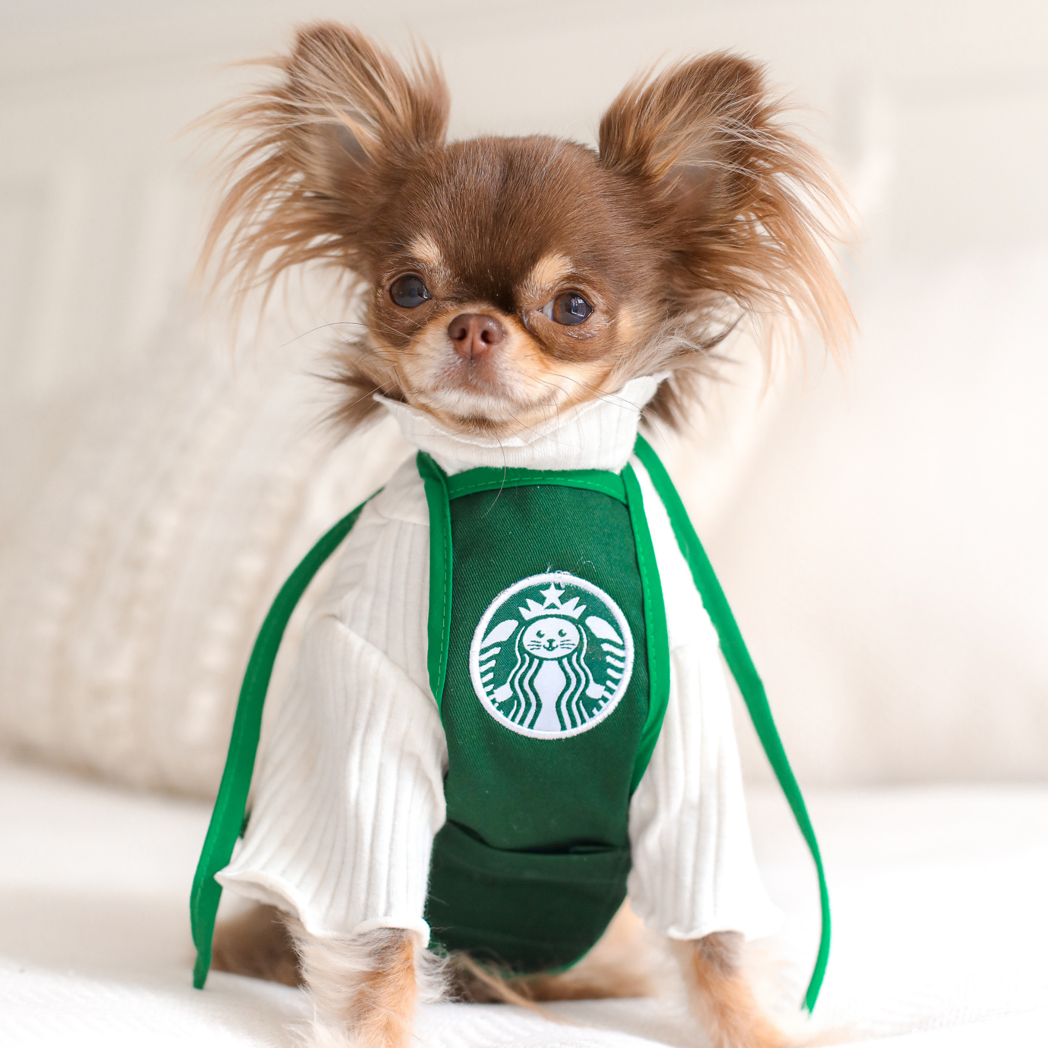 Barista Apron