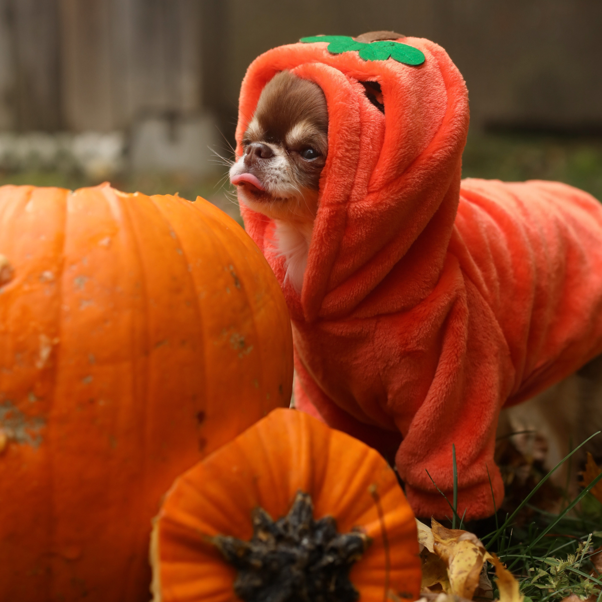 Hoodie Citrouille