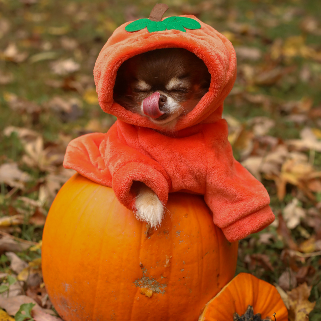 Hoodie Citrouille