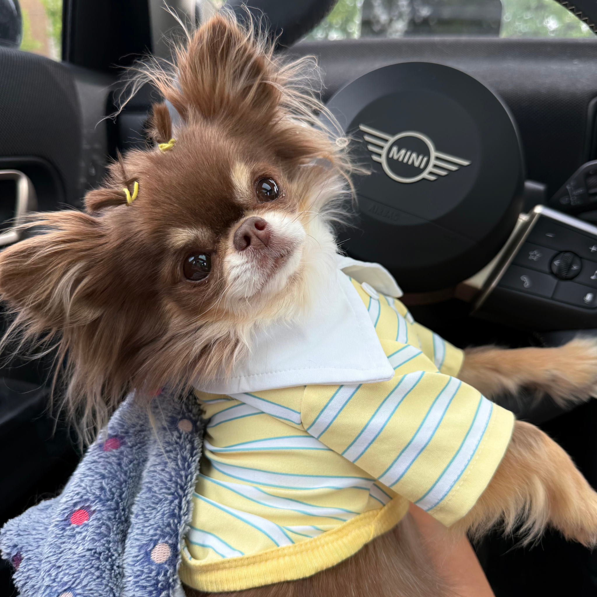 Striped Polo - Yellow