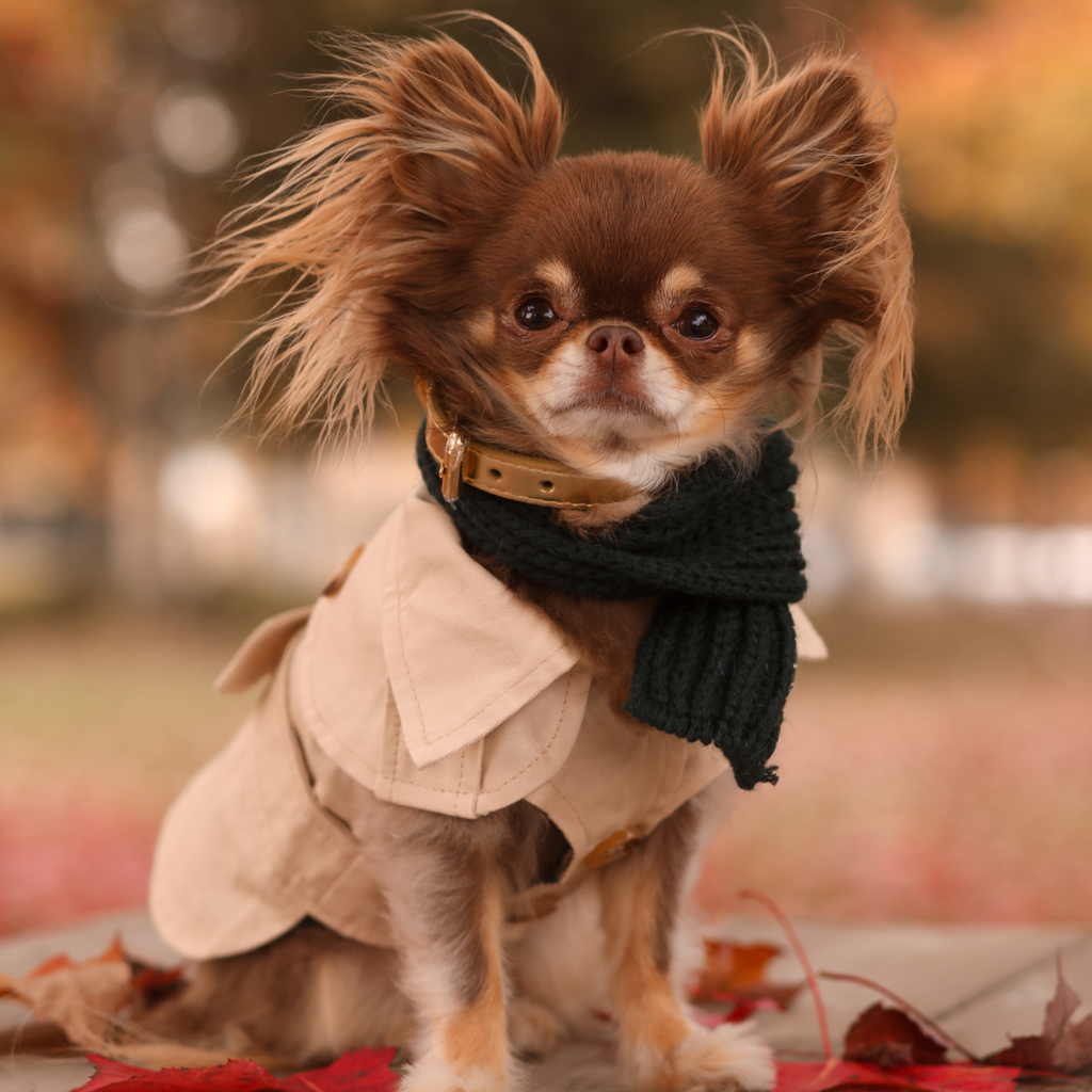 Beige Trench Coat