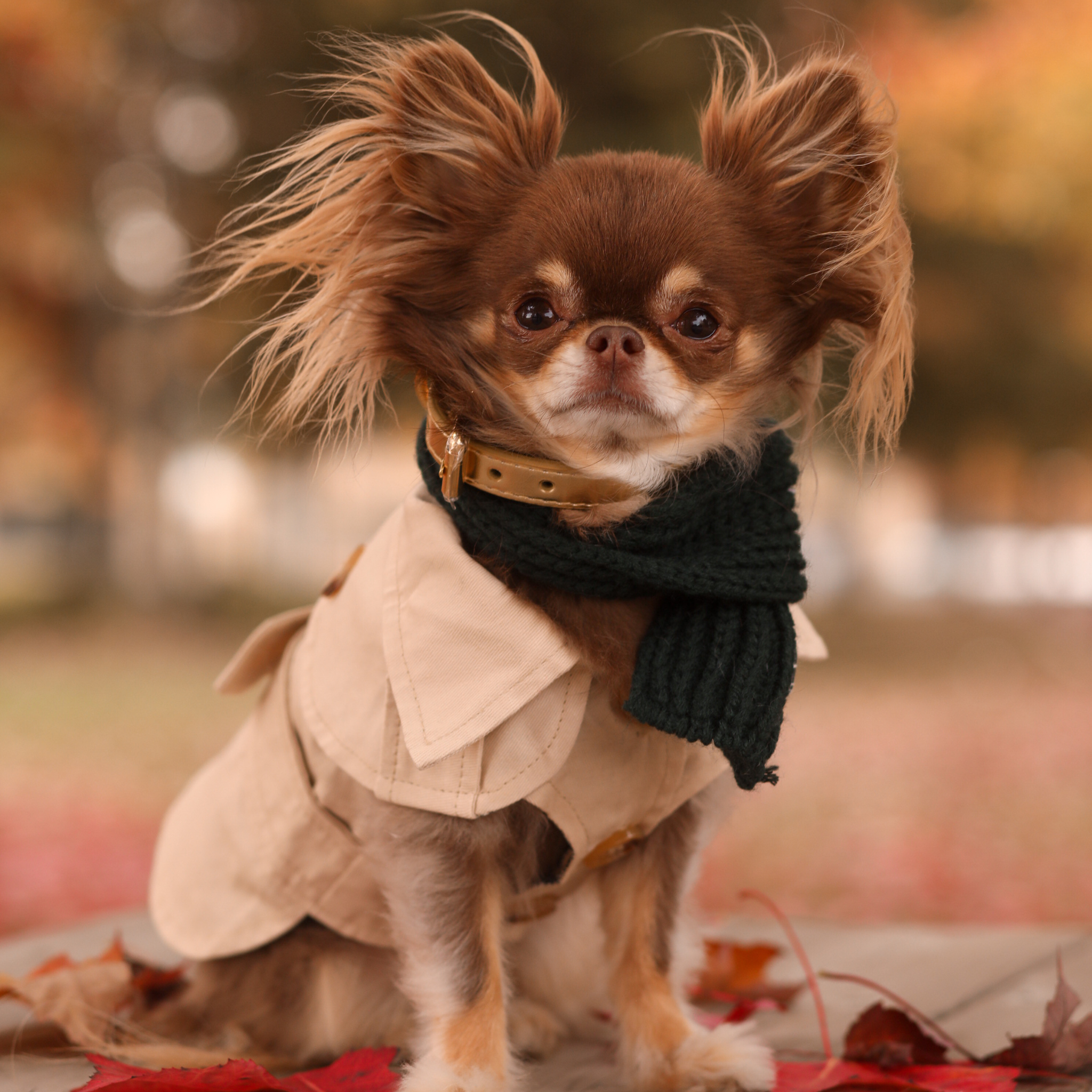 Manteau trench beige