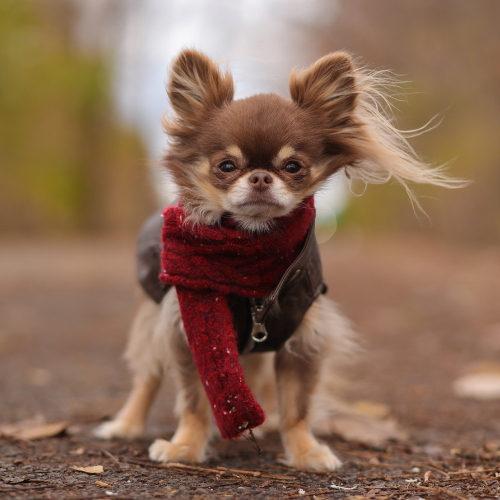 Cozy Knit Hat and Scarf Set - Red