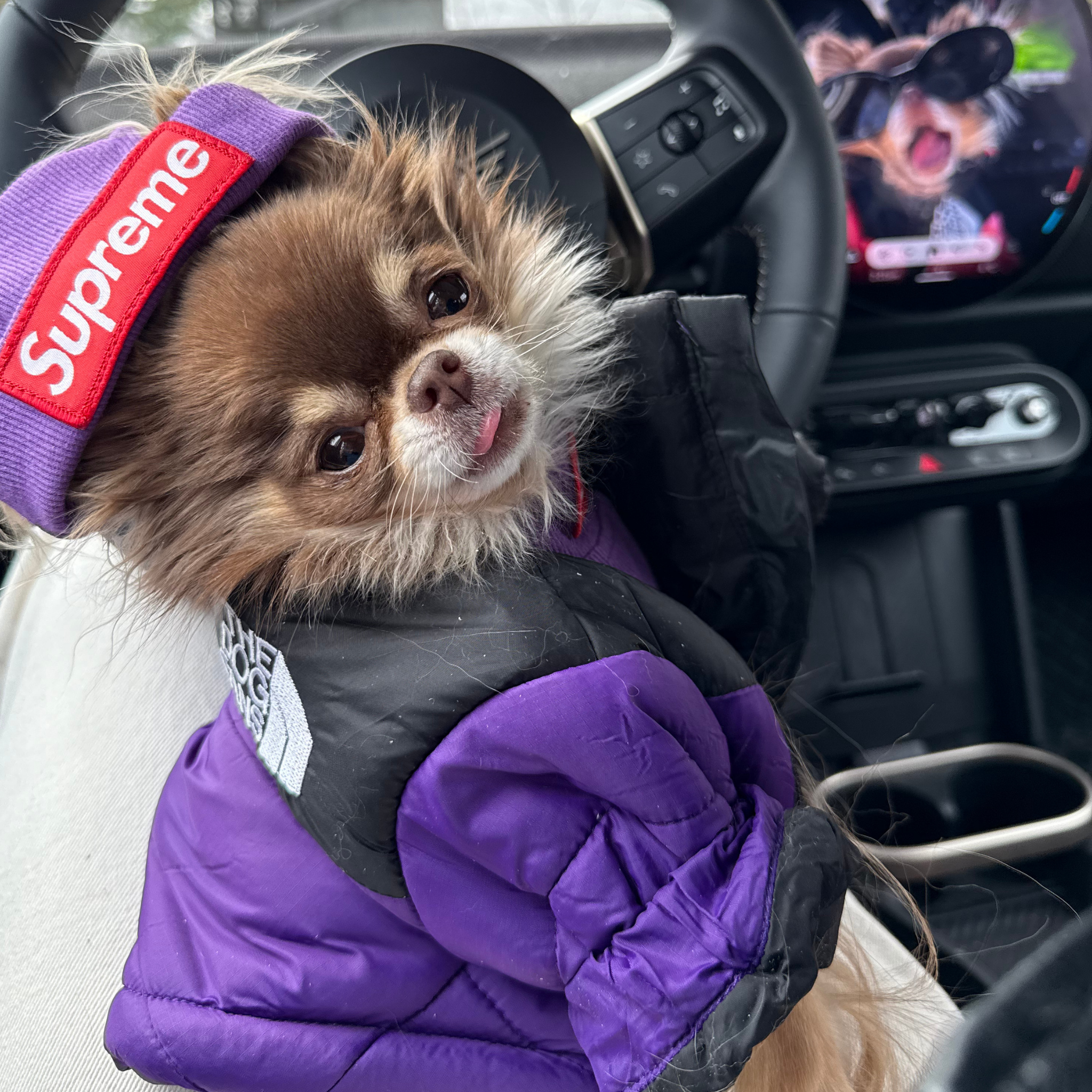TDF Puffer - Purple