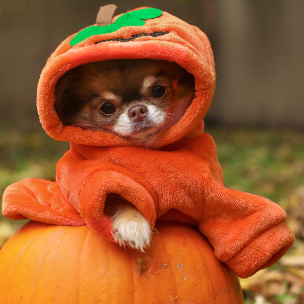 Hoodie Citrouille